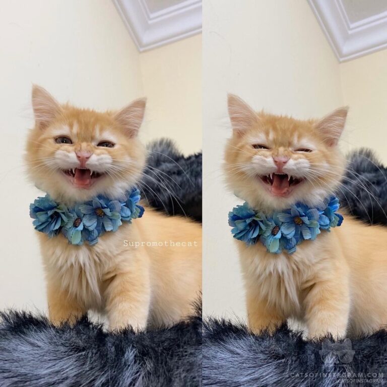 Hello furriends.
