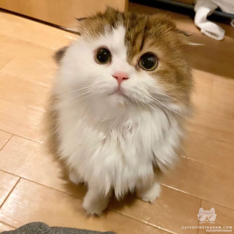 Sparkling eyes looking for treats!
