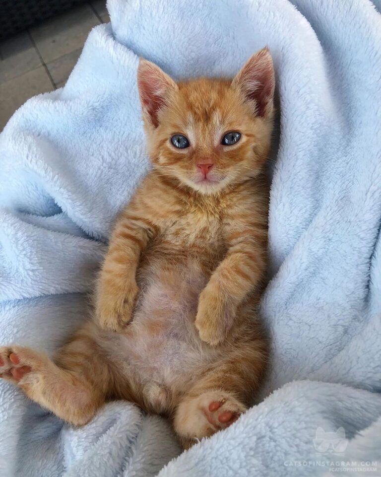 Baby Fenix!
