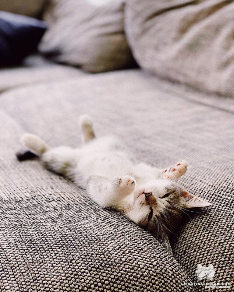 Sleep in Saturdays are purfect