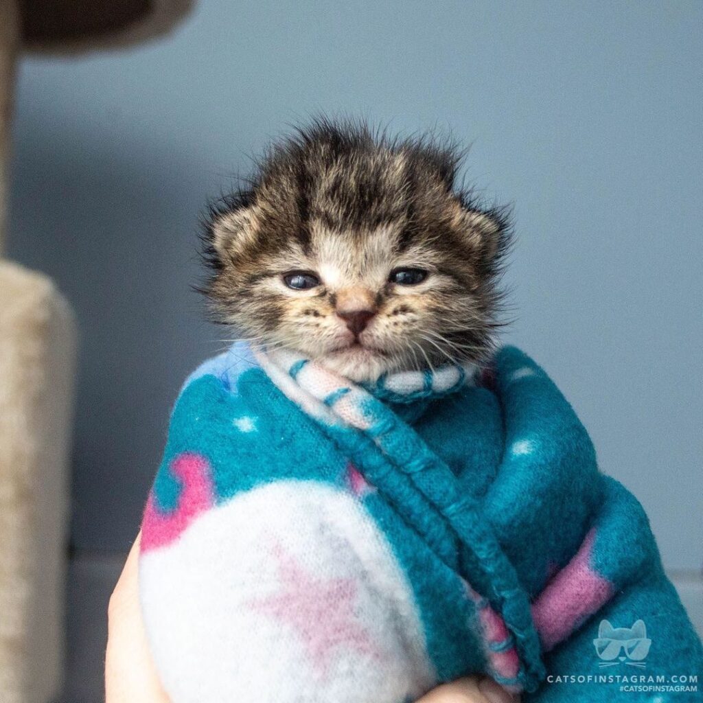 This is Starlight! She loves her purrito.