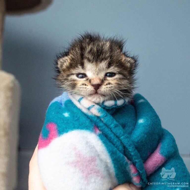 This is Starlight! She loves her purrito.