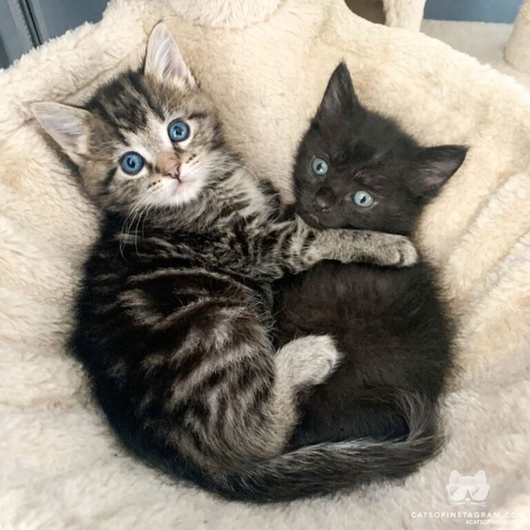 Who else wants to join this cuddle puddle?