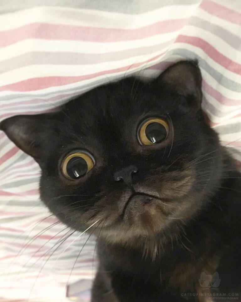 Cute Cat Moment