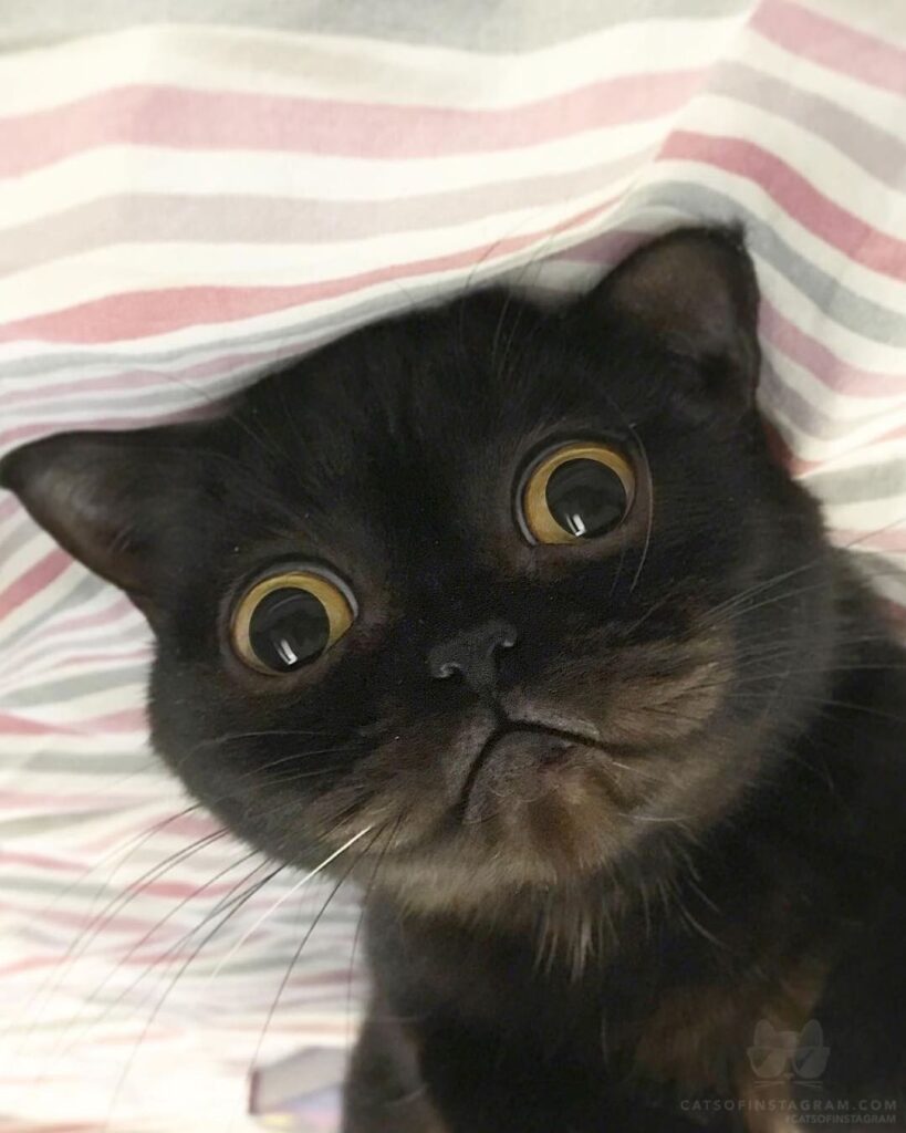 Cute Cat Moment