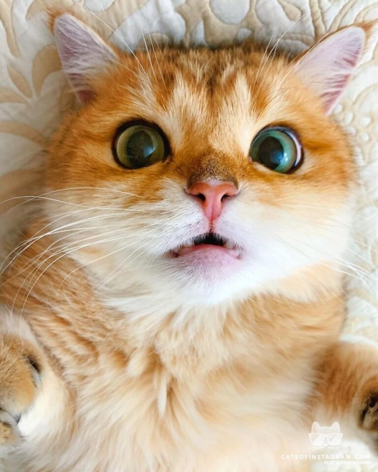 Cute Cat Moment