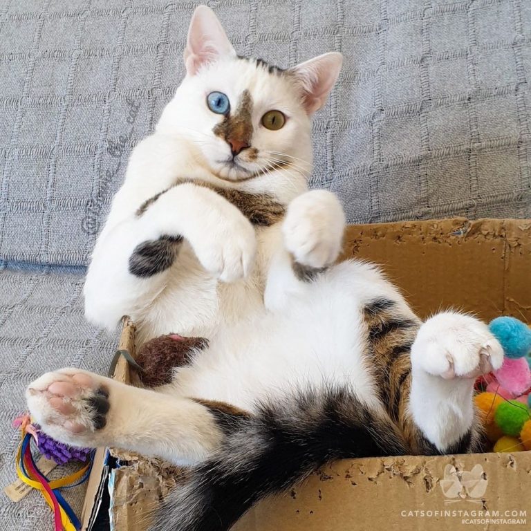 From @Bowie__the__cat: “If it fits, I sits.” #catsofinstagram...
