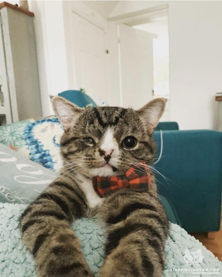 I’m so fancy! Look at my fancy bowtie!
