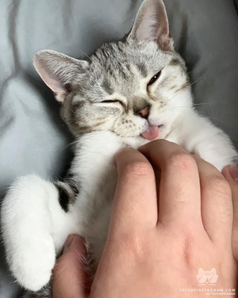 Cute Cat Moment