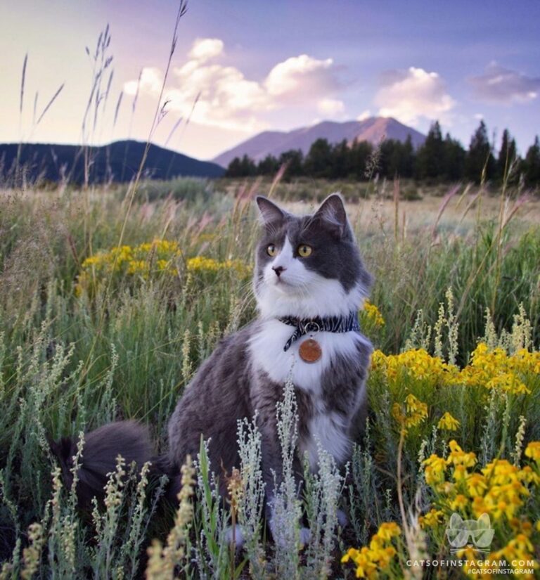 I came, I meowed, I conquered