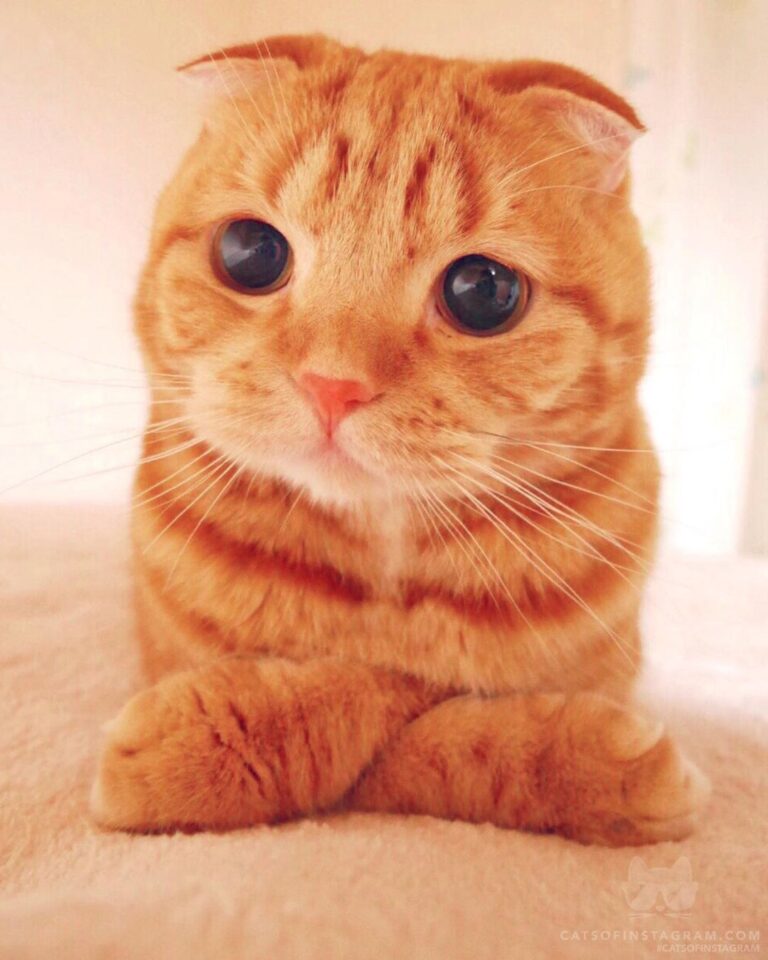 Would you like the cat loaf?
