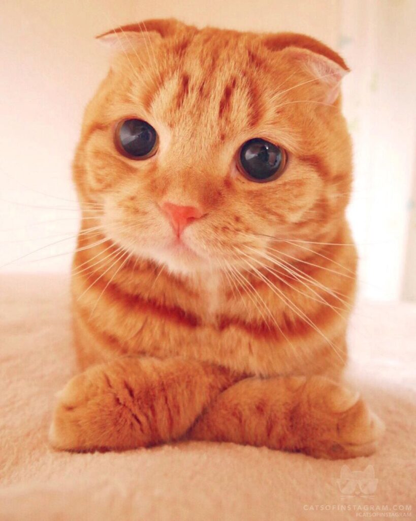 Would you like the cat loaf?