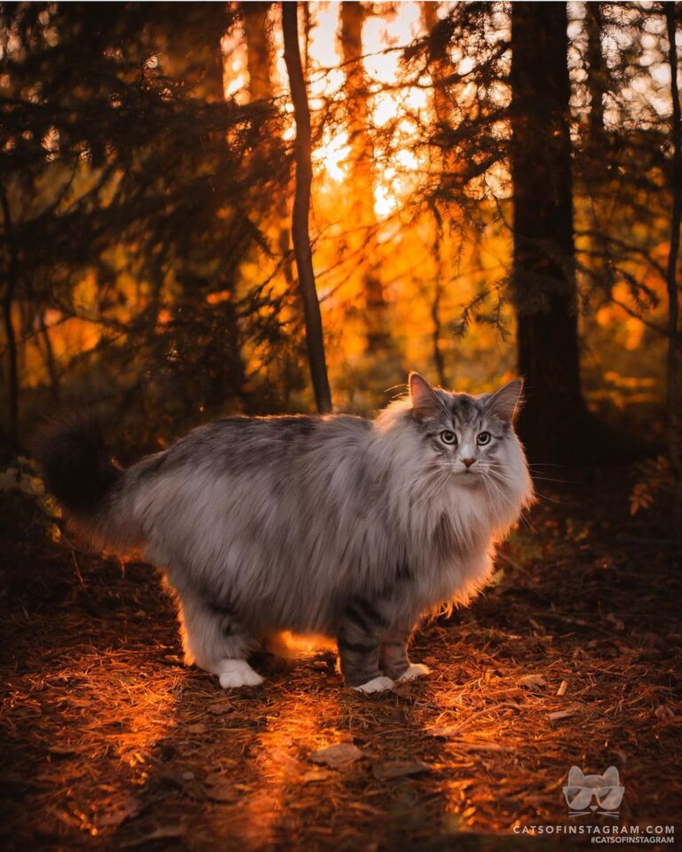 The forest is calling
