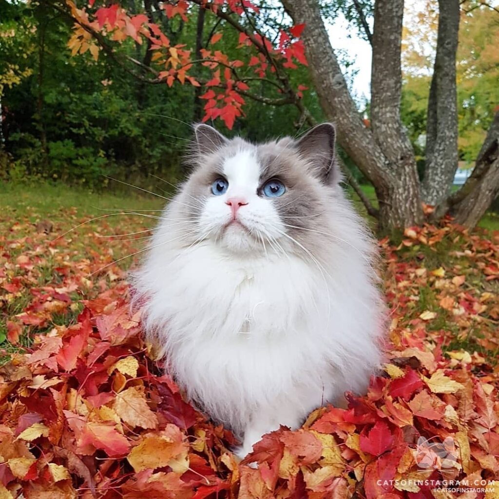 “Blue eyed girls like Autumn because it brings out their eyes!