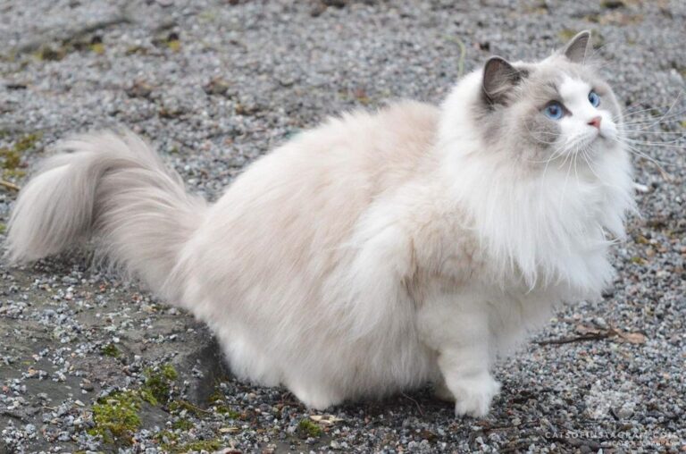 “What would you do if you saw this fluff ball walking down the