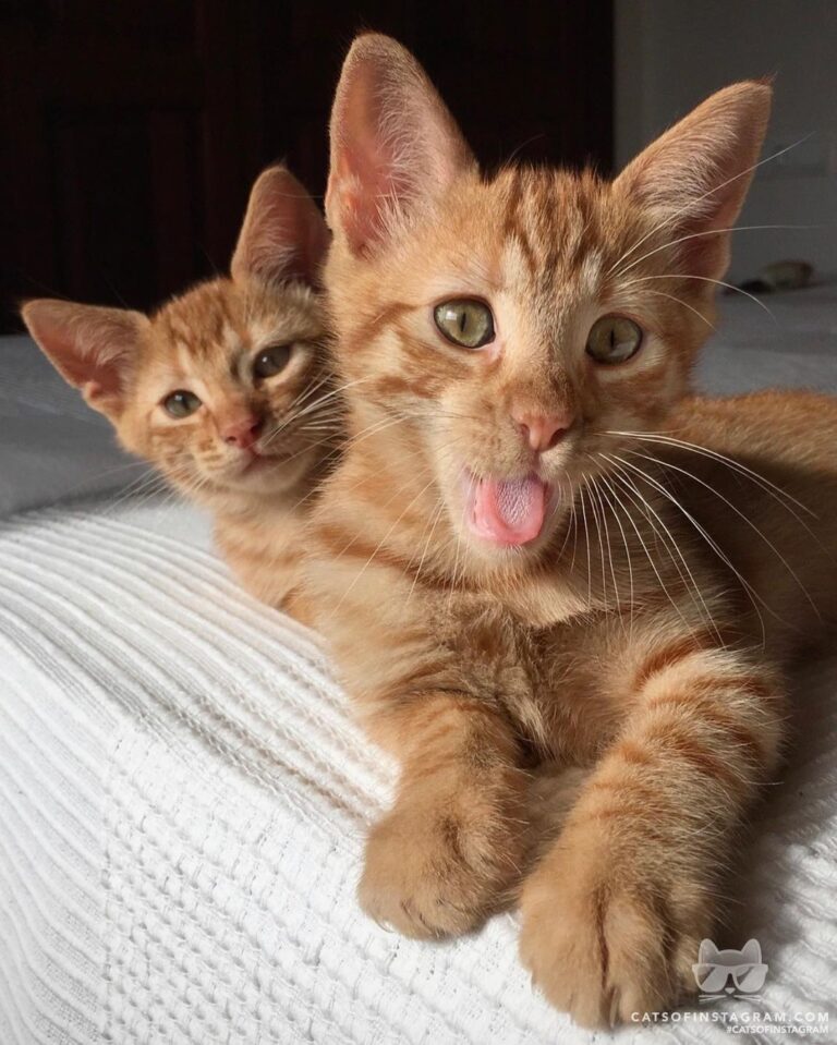 My tongue out is groovy! try to beat me …