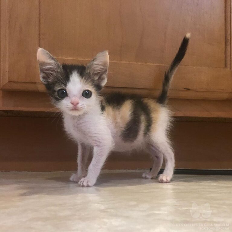 “Love this little gal. Fleurette is still a petite gir