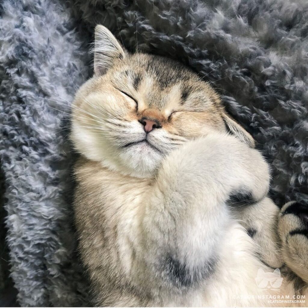 “Hello world, my name is Lily and I loooove tuna dreams.