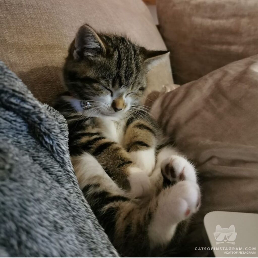 Dreaming of tummy rubs