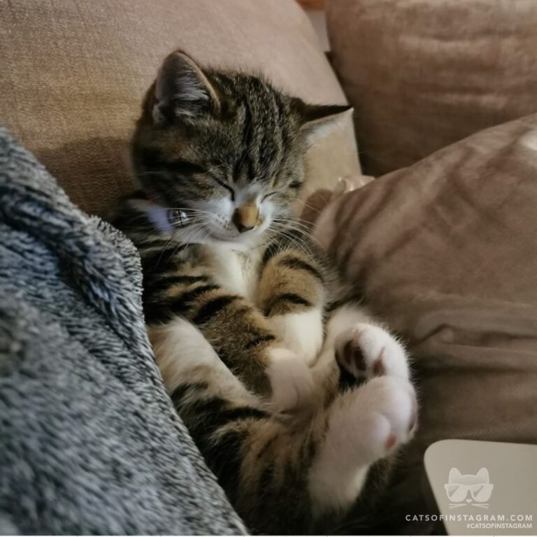 Dreaming of tummy rubs