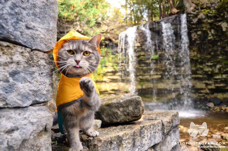 “Your forecast for today is partly sunny with mist a