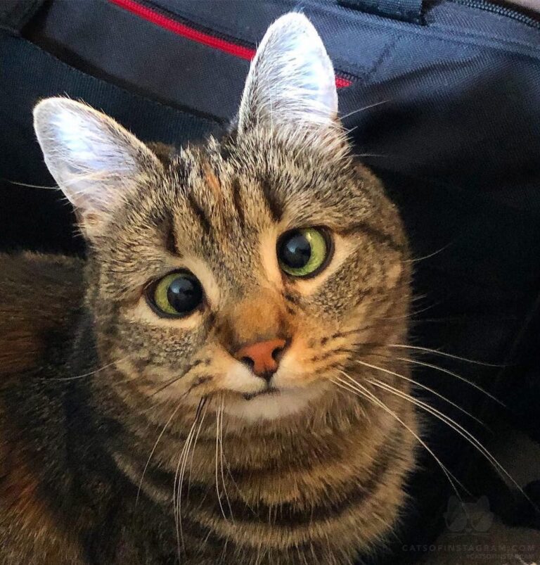 Met this little meow 4 years ago