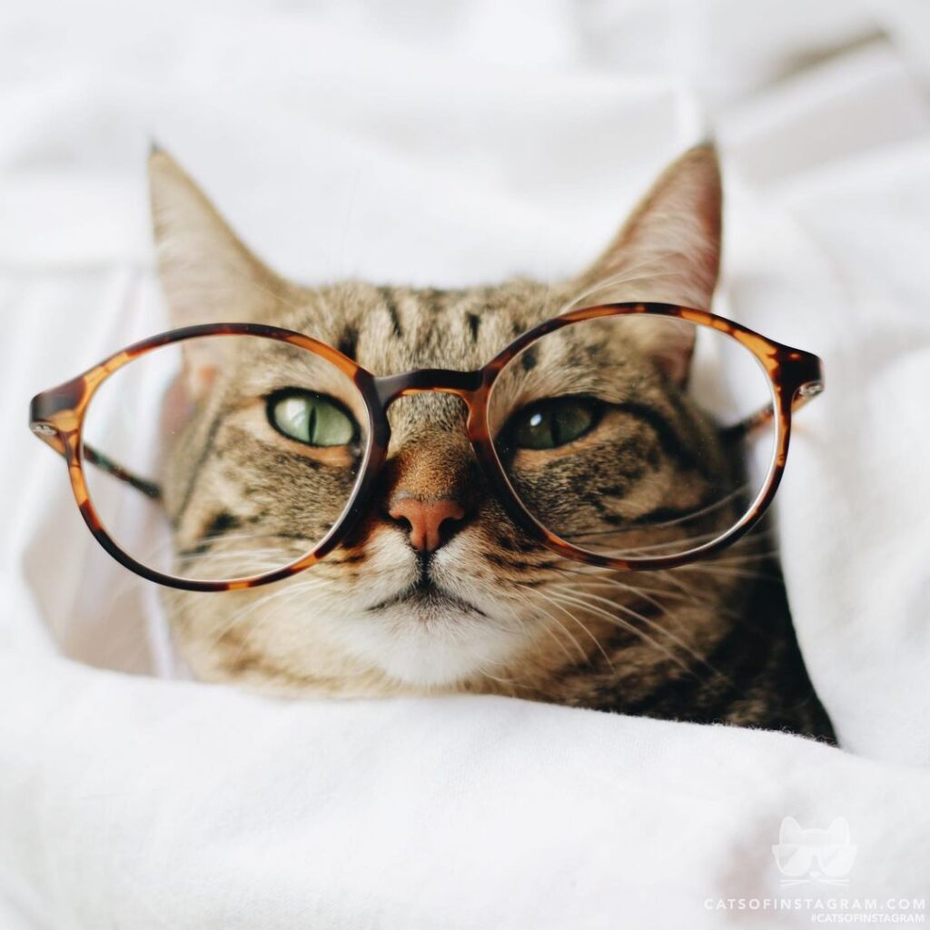Businesscat