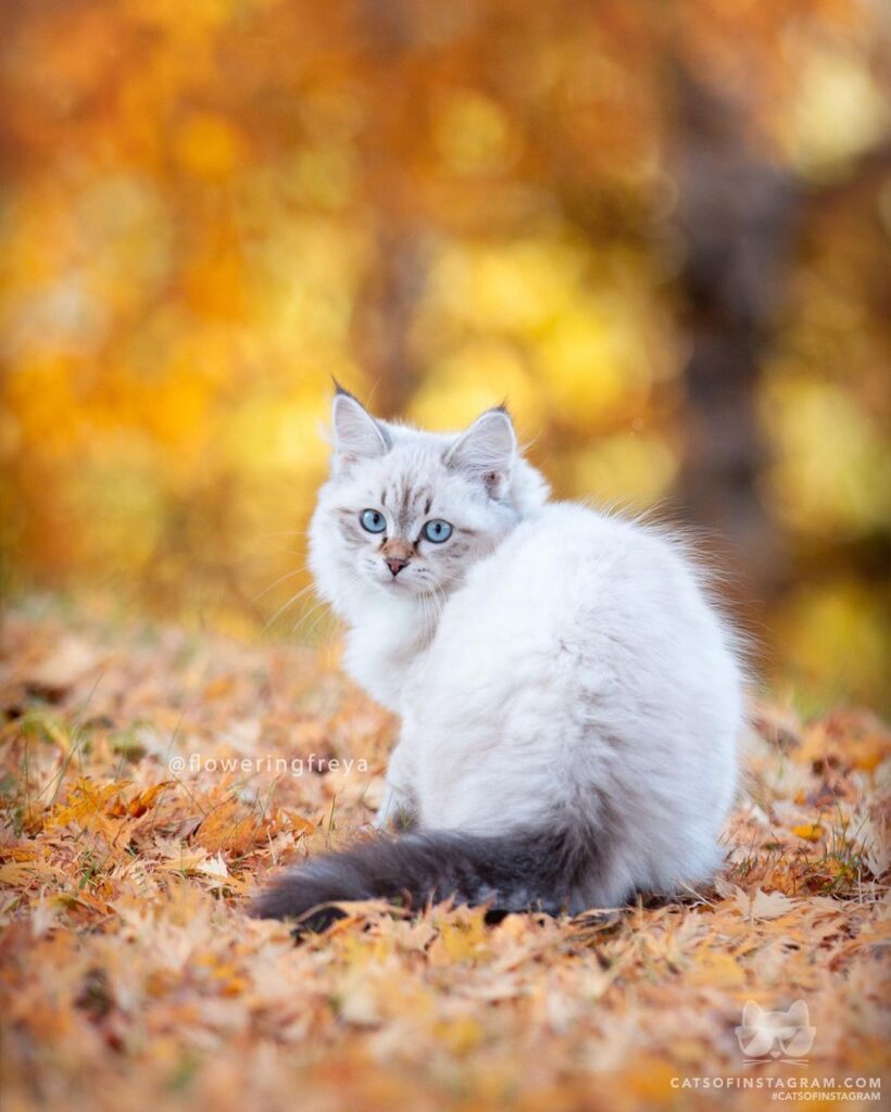 A princess in autumn field, draped in golden leaves