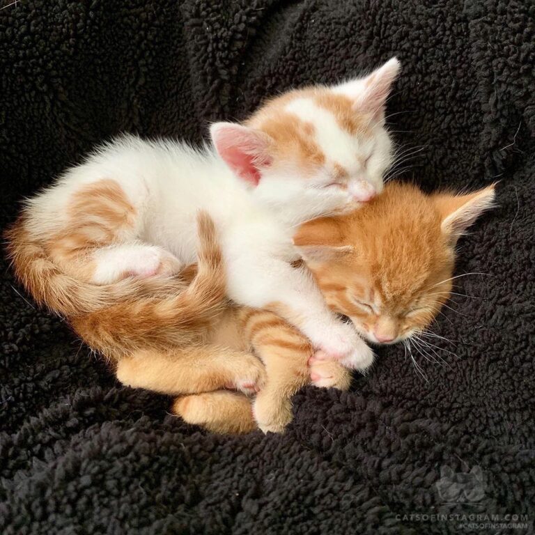 “Avengers! Assemble! ….. these kittens; I think I got so