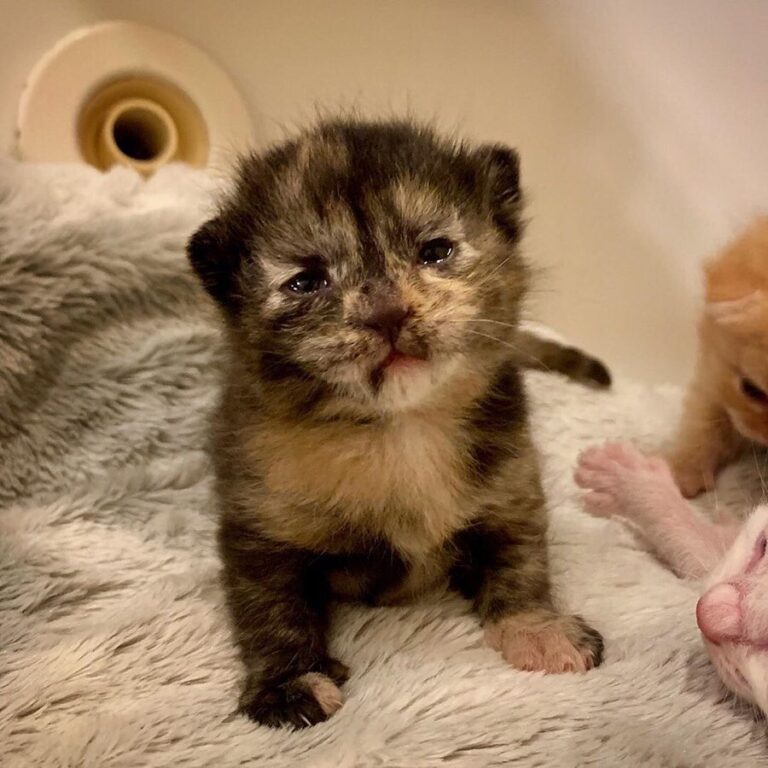 “Ten days old, and Frances already has Resting Disappointe