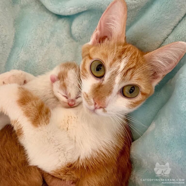 Cute Cat Moment
