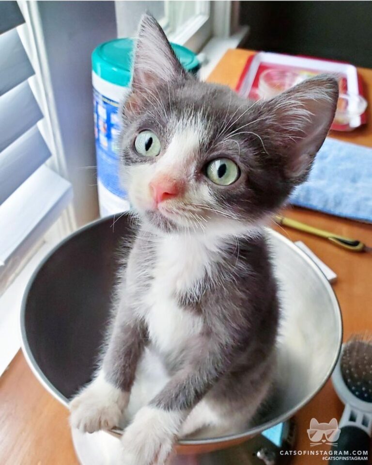 “Who looks this cute when getting weighed? Foster Fra