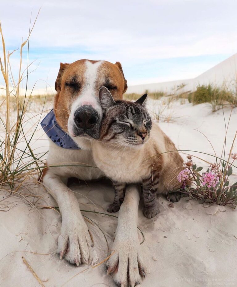 Caught Baloo lovin’ on Henry