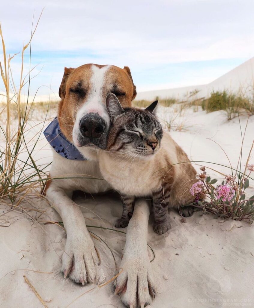 Caught Baloo lovin’ on Henry
