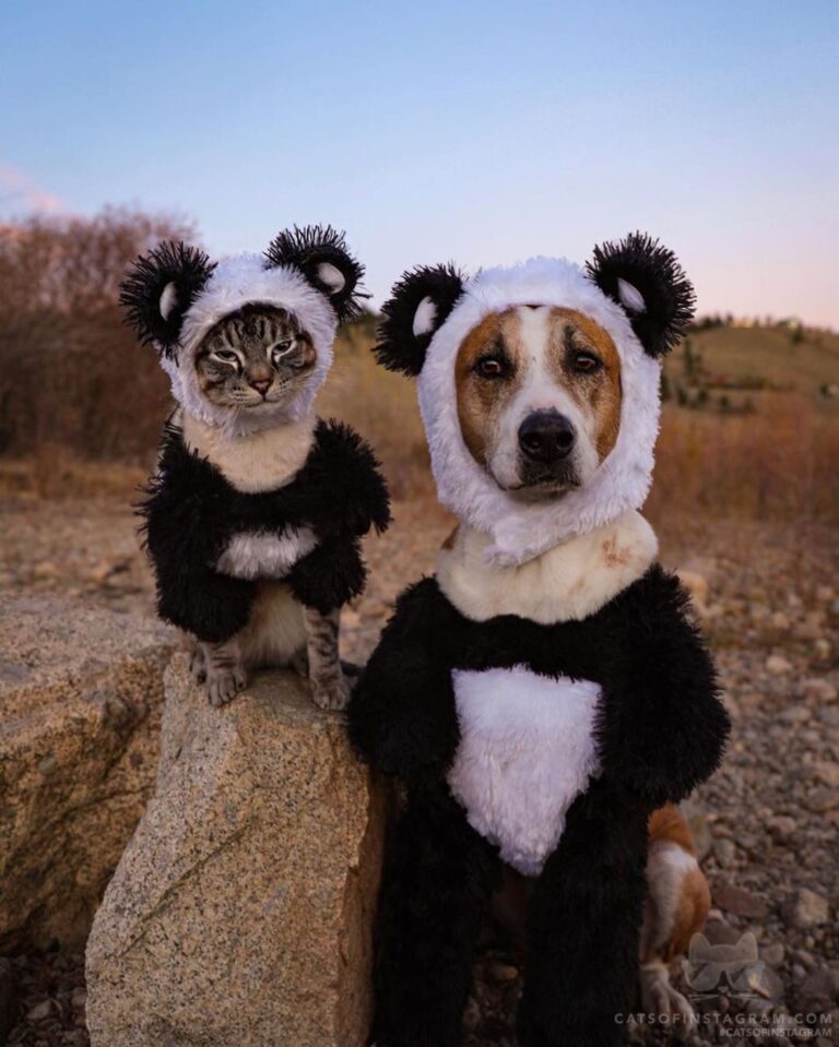 Stumbled upon the CUTEST little panda bears