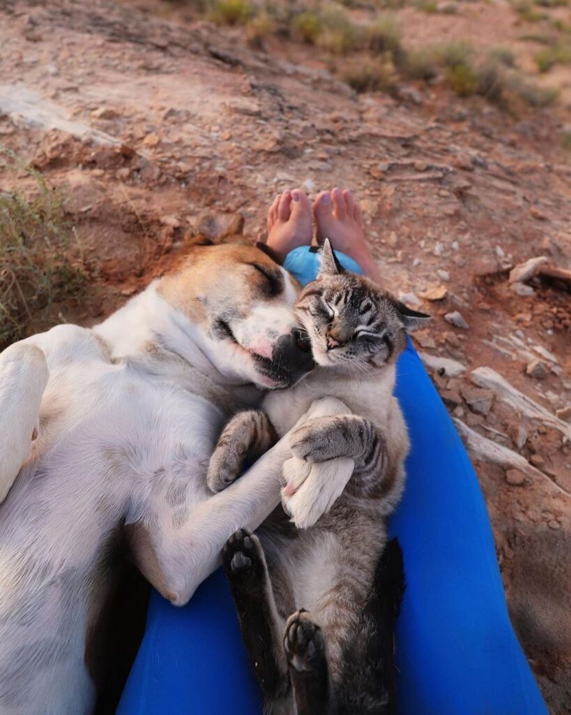 Summit snuggles with Henry and Baloo