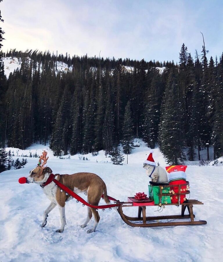 “The holidays are here and we’re SO excited to spend