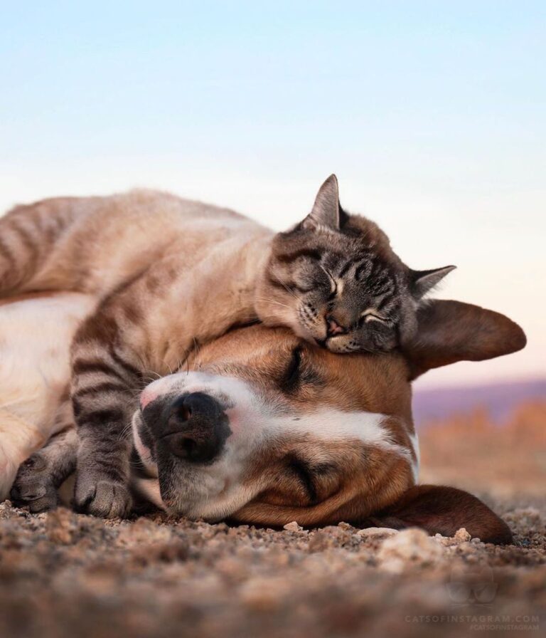Face squishes are the best kind of squishes