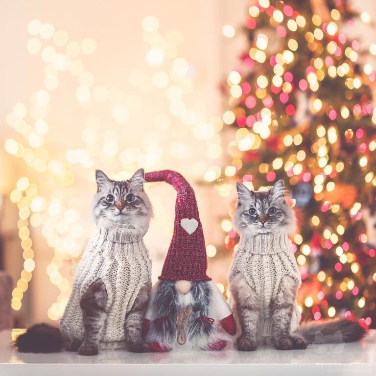 “Squad goals for the holidays! (: @hollysisson; See more of