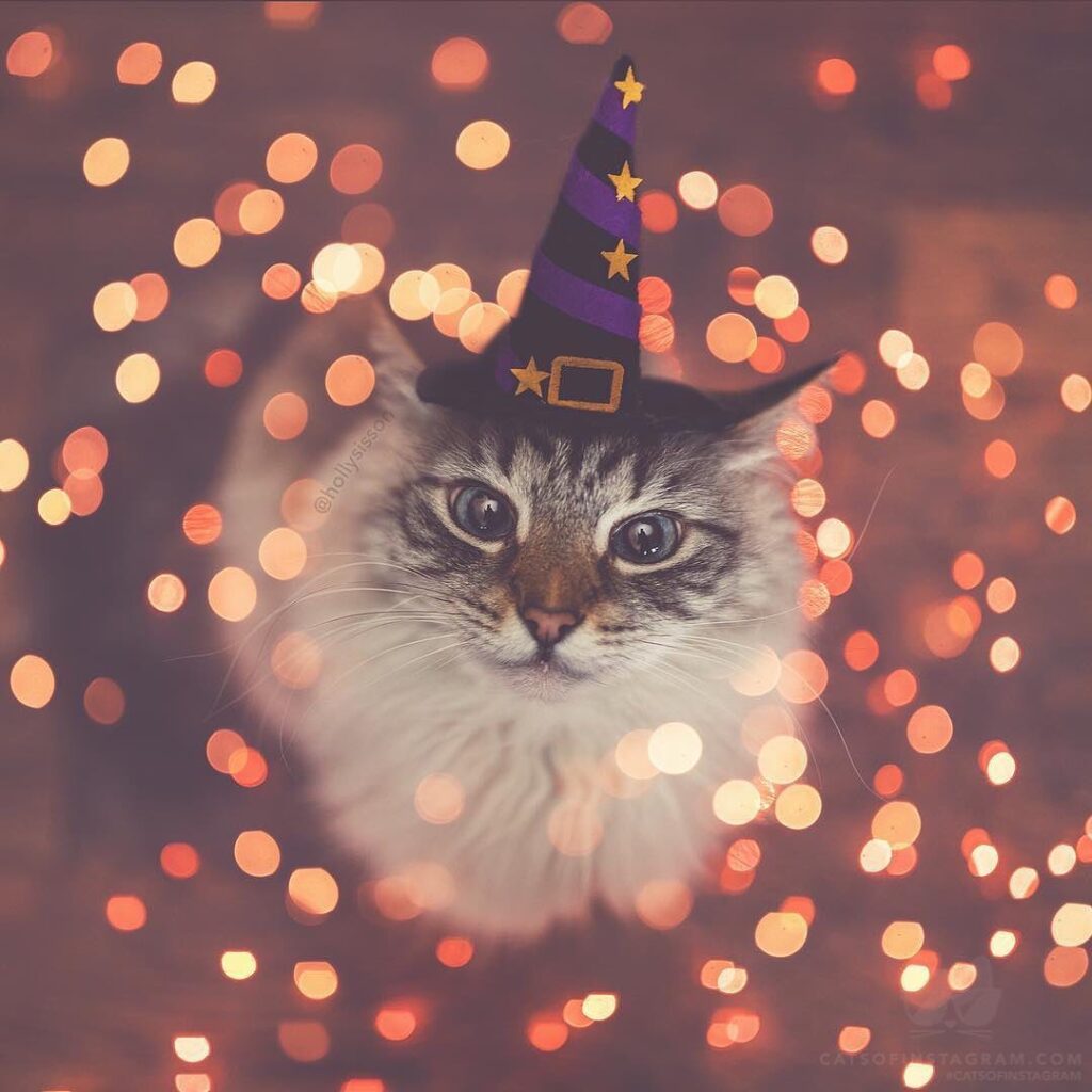 “‘Tis the Season! (: @hollysisson; See more of Finnegan, and