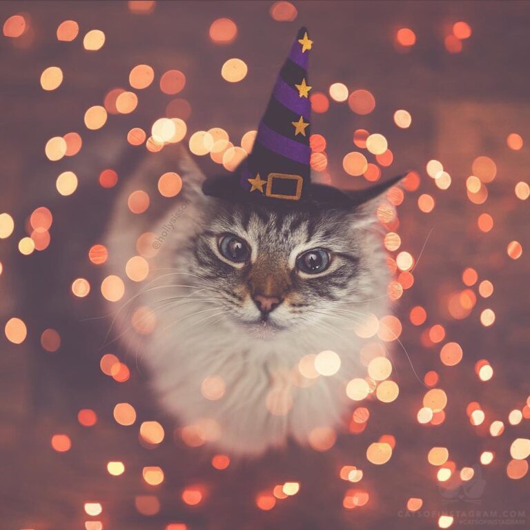 “‘Tis the Season! (: @hollysisson; See more of Finnegan, and