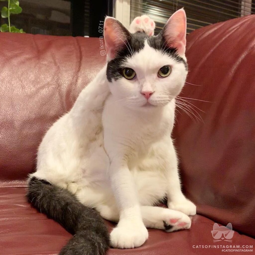 “Raise your paw over your head and keep your knee straight.
