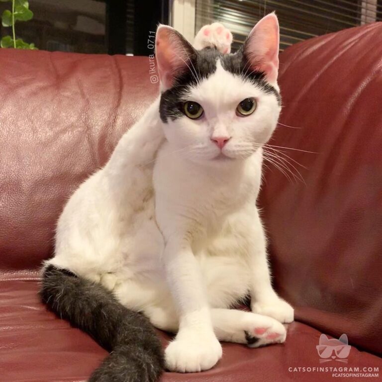 “Raise your paw over your head and keep your knee straight.