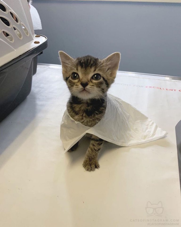 From @kellyfosterkittens: “Vet appointment update: Captain Poops-A-Lot, AKA baby...