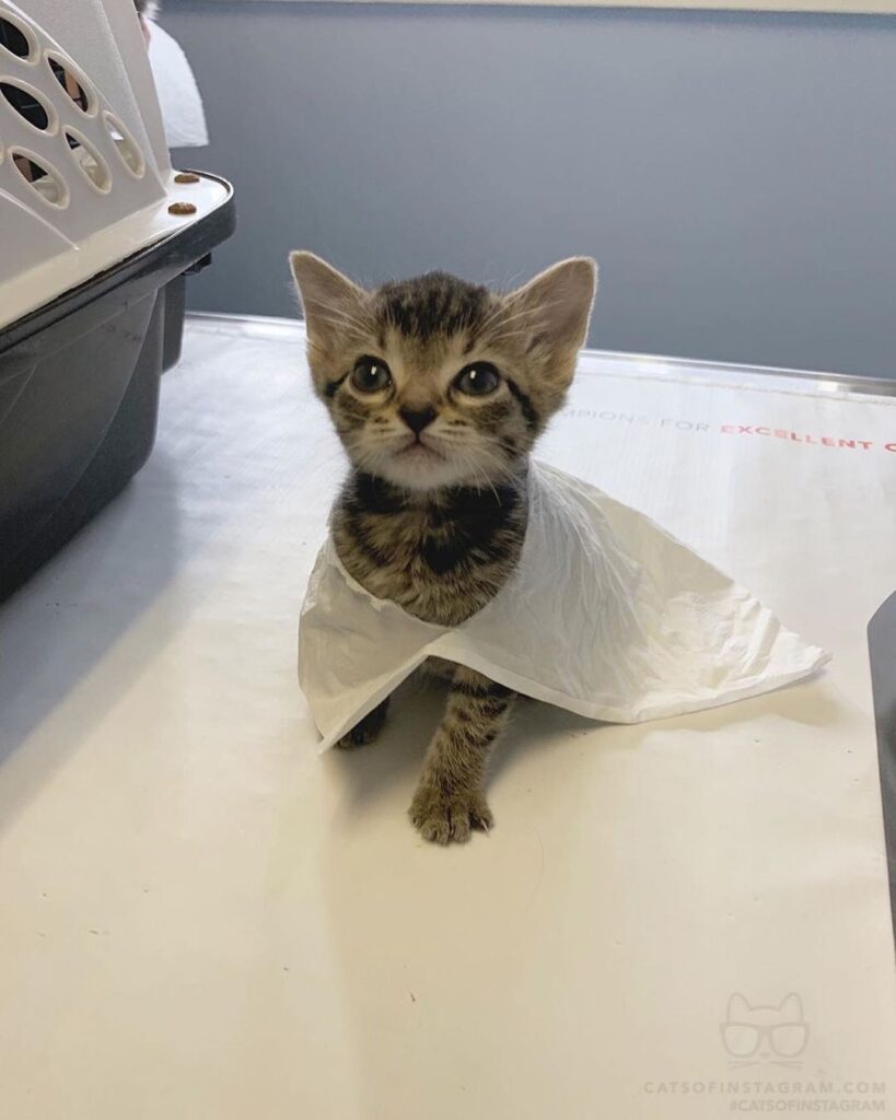 “Vet appointment update: Captain Poops-A-Lot, AKA baby