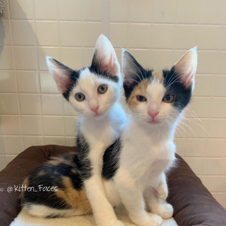 They know. And how precious is pic ?