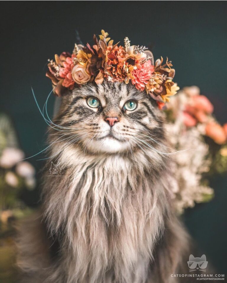 The king of autumn has arrived
