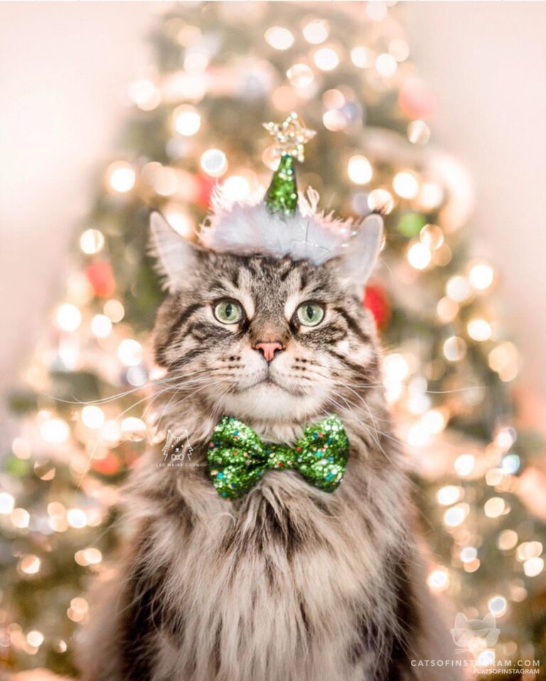 Wishing everyone a very merry Christmas!