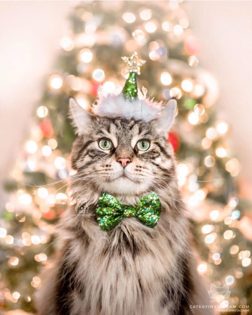 Wishing everyone a very merry Christmas!