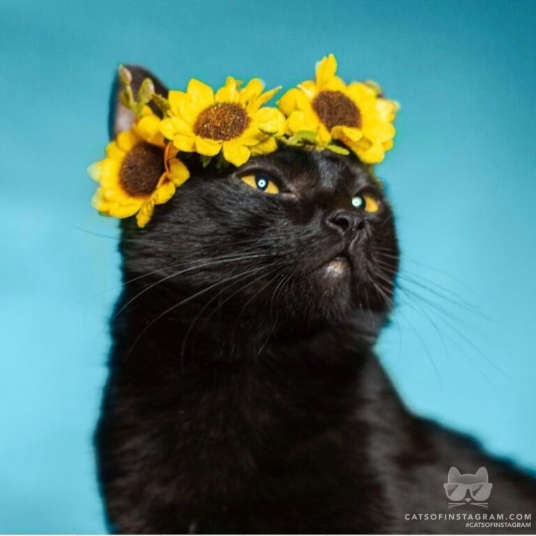 I am Sophie, hear me purr!